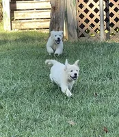 Vivian , a female Golden Retriever for sale in New London, NC – 6 of 10