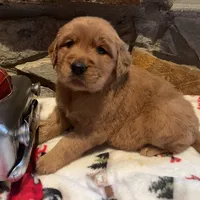 Pink girl, a female Golden Retriever for sale in New London, NC – Photo 1 of 4