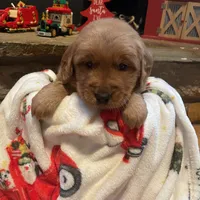 Pink girl, a female Golden Retriever for sale in New London, NC – Photo 3 of 4