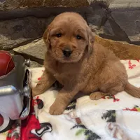 Pink girl, a female Golden Retriever for sale in New London, NC – Photo 2 of 4