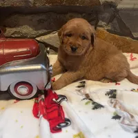 Pink girl, a female Golden Retriever for sale in New London, NC – Photo 4 of 4