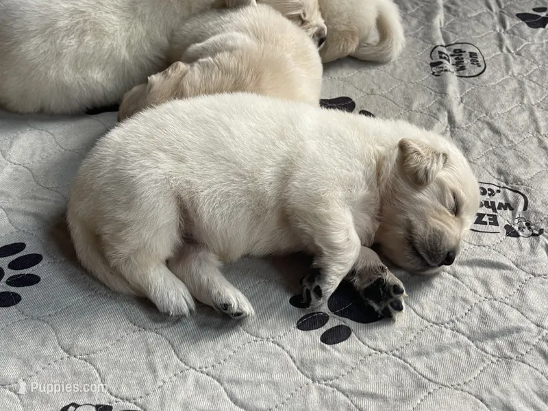 Snowflake  – Golden Retriever puppy for sale in New London, NC