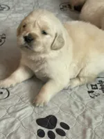 Bella, a female English Cream Golden Retriever for sale in New London, NC – 4 of 8
