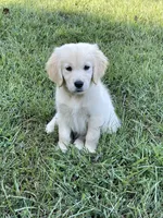 Vivian , a female Golden Retriever for sale in New London, NC – 10 of 10
