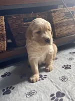 Blue boy, a male Golden Retriever for sale in New London, NC – 3 of 6