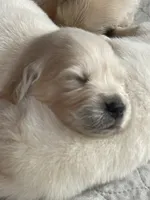 Snowball, a male Golden Retriever for sale in New London, NC – 7 of 7