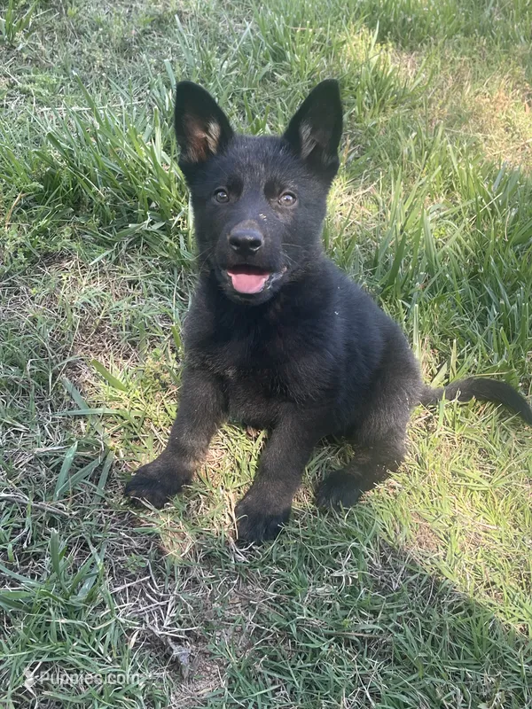 Black male – German Shepherd Dog puppy for sale in New London, NC