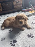 Blue boy, a male Golden Retriever for sale in New London, NC – 4 of 6