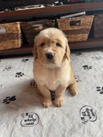Red Boy, a male Golden Retriever for sale in New London, NC – 4 of 7