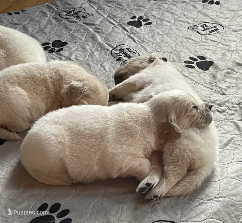 Snowball – Golden Retriever puppy for sale in New London, NC