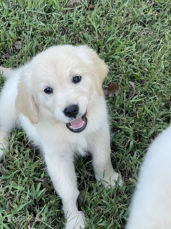 Vivian  – Golden Retriever puppy for sale in New London, NC