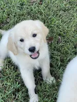 Vivian , a female Golden Retriever for sale in New London, NC – 1 of 10