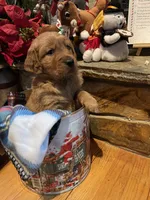 Tan boy, a male Golden Retriever for sale in New London, NC – Photo 2 of 5