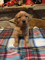 Tan boy, a male Golden Retriever for sale in New London, NC – Photo 5 of 5