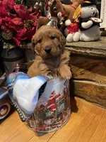 Tan boy, a male Golden Retriever for sale in New London, NC – Photo 4 of 5