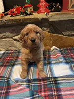 Tan boy, a male Golden Retriever for sale in New London, NC – Photo 3 of 5