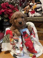 Tan boy, a male Golden Retriever for sale in New London, NC – Photo 1 of 5