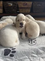 Bella, a female English Cream Golden Retriever for sale in New London, NC – 5 of 8