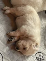 Snowball, a male Golden Retriever for sale in New London, NC – 4 of 7