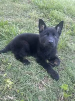 Black male, a male German Shepherd Dog for sale in New London, NC – 2 of 2