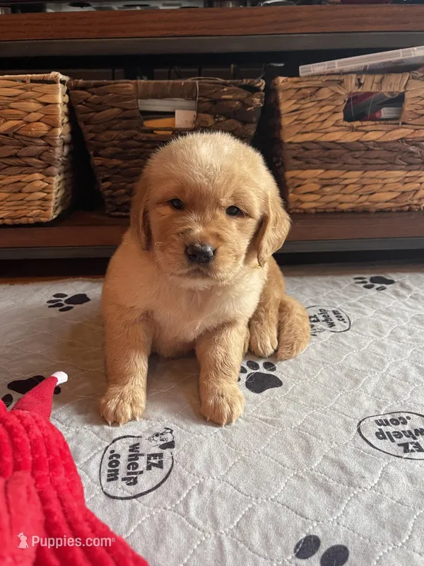 Blue boy – Golden Retriever puppy for sale in New London, NC
