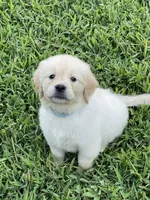 Oscar, a male Golden Retriever for sale in New London, NC – 4 of 5