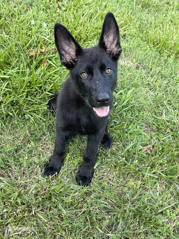 Vader – German Shepherd Dog puppy for sale in New London, NC