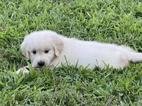 Vivian , a male Golden Retriever for sale in New London, NC – 3 of 6