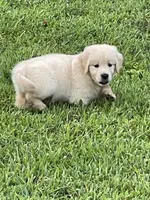 Oscar, a male Golden Retriever for sale in New London, NC – 3 of 5