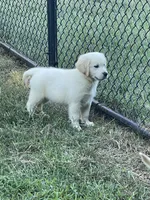 Oscar, a male Golden Retriever for sale in New London, NC – 2 of 9