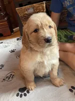 Red Boy, a male Golden Retriever for sale in New London, NC – 1 of 7