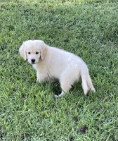 Vivian , a female Golden Retriever for sale in New London, NC – 9 of 10