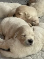 Bella, a female English Cream Golden Retriever for sale in New London, NC – 2 of 8