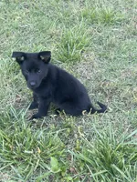 Black female, a female German Shepherd Dog for sale in New London, NC – 3 of 4