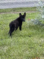Vader, a male German Shepherd Dog for sale in New London, NC – 7 of 9