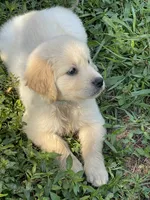 Vivian , a male Golden Retriever for sale in New London, NC – 2 of 6