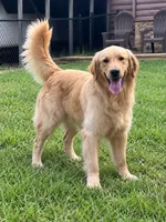 Vivian , a female Golden Retriever for sale in New London, NC – 7 of 10