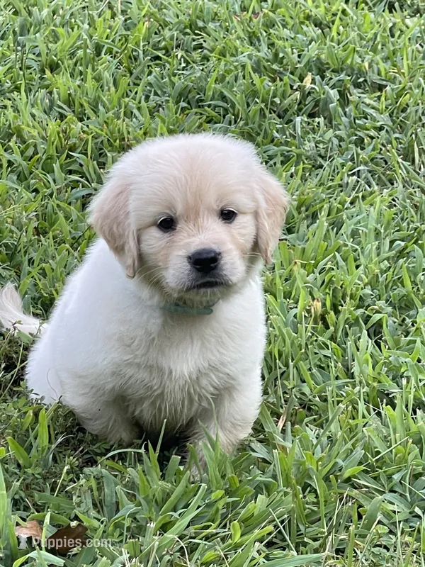 Oscar – Golden Retriever puppy for sale in New London, NC