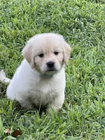 Oscar, a male Golden Retriever for sale in New London, NC – 1 of 5