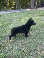 Black female, a female German Shepherd Dog for sale in New London, NC – 4 of 4