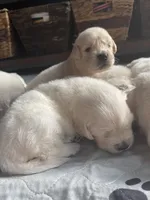 Bella, a female English Cream Golden Retriever for sale in New London, NC – 7 of 8