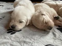 Bella, a female English Cream Golden Retriever for sale in New London, NC – 3 of 8