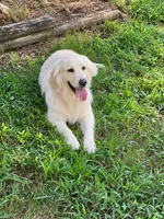 Vivian , a female Golden Retriever for sale in New London, NC – 8 of 10