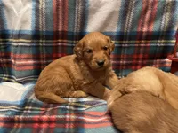 Red girl, a female Golden Retriever for sale in New London, NC – Photo 7 of 7