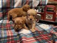 Red girl, a female Golden Retriever for sale in New London, NC – Photo 5 of 7