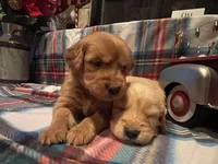 Red girl, a female Golden Retriever for sale in New London, NC – Photo 3 of 7