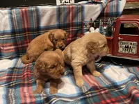 Red girl, a female Golden Retriever for sale in New London, NC – Photo 4 of 7