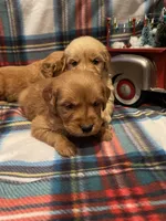 Red girl, a female Golden Retriever for sale in New London, NC – Photo 1 of 7