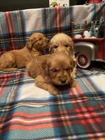 Red girl, a female Golden Retriever for sale in New London, NC – Photo 2 of 7