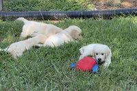 Oscar, a male Golden Retriever for sale in New London, NC – 7 of 9